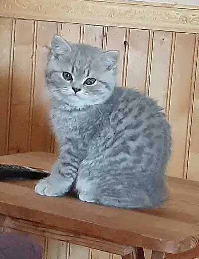 Mâle British shorthair ( enregistré ), View more