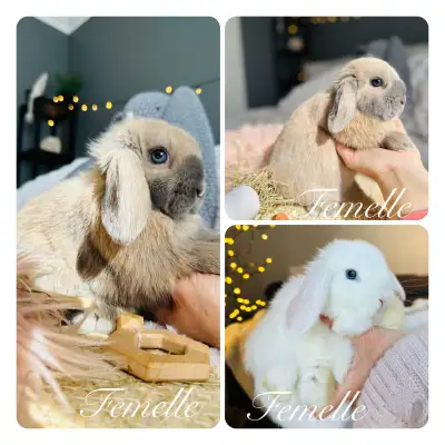 Lapin nain ( bébés) - bélier hollandais ❤️femelles❤️, View more