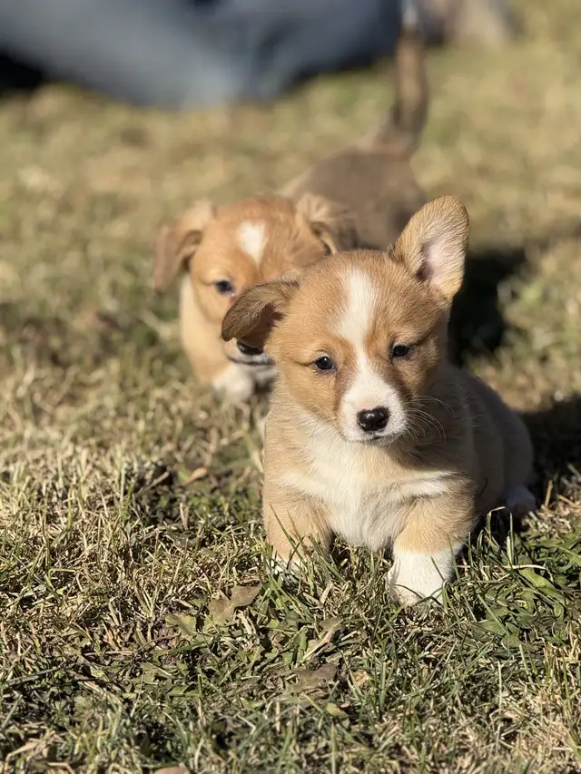 Pembroke welsh Corgi in Dogs & Puppies for Rehoming in Delta/Surrey/Langley - Image 5