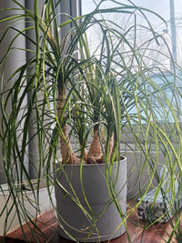 40" tall Ponytail Palm plant & beautiful 9" grey planter IKEA