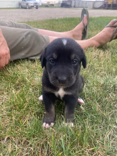 Lab puppies for sale, View more