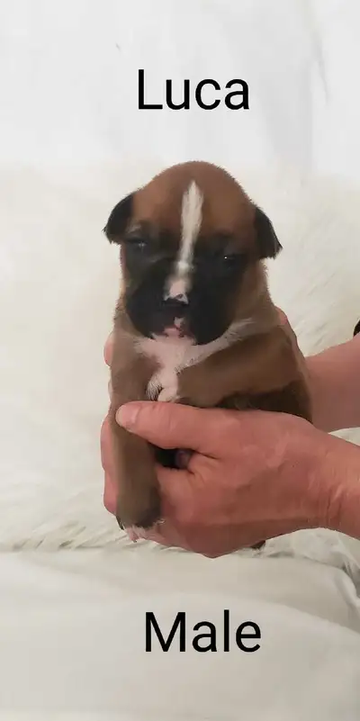 Purebred Boxer Puppies, View more