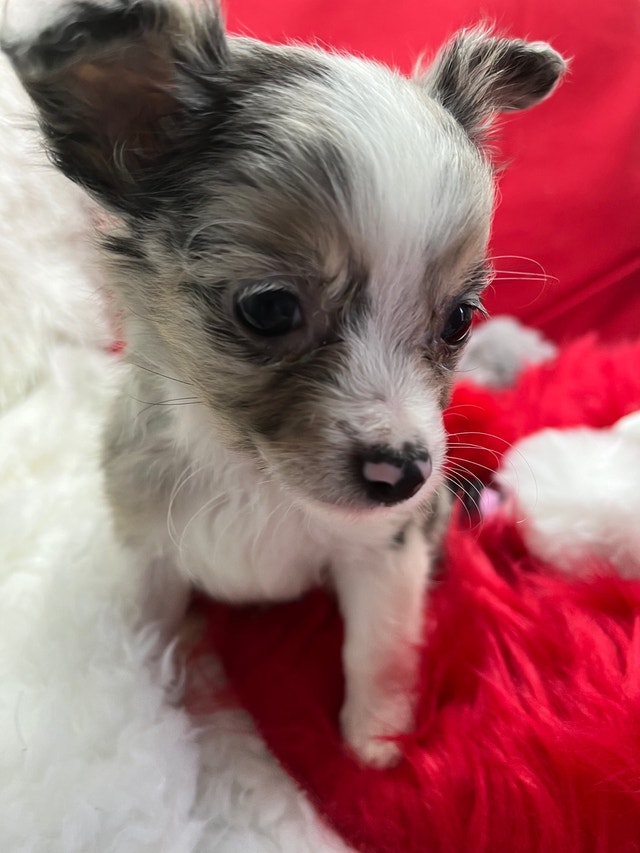 Long Hair Merle Chihuahuas (Male) ready to go Dogs & Puppies for Rehoming Barrie Kijiji
