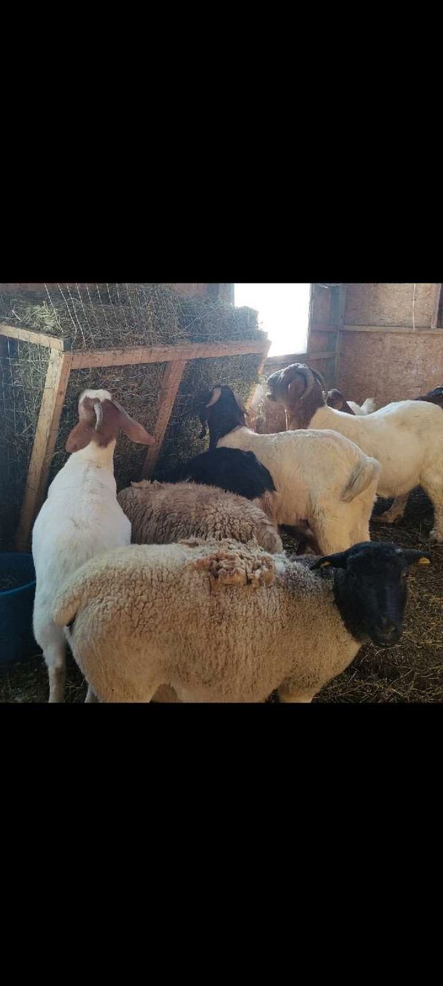 RAM and sheep in Livestock in Windsor Region - Image 3