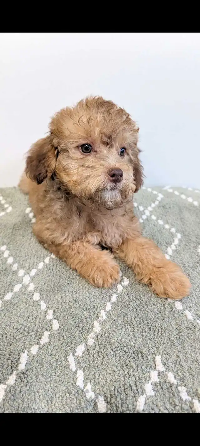 toy poodle puppies in Dogs & Puppies for Rehoming in Markham / York Region - Image 7