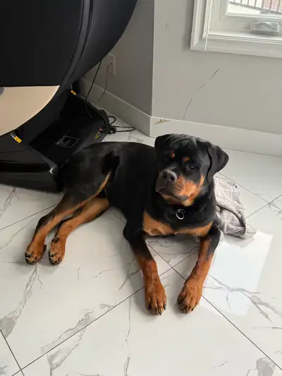 Rottweiler for rehoming , View more