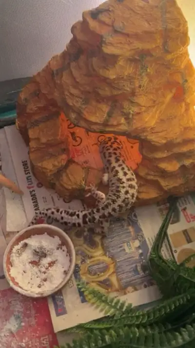 3yr old leopard gecko looking to rehome, comes with enclosure and all accessories can meetup