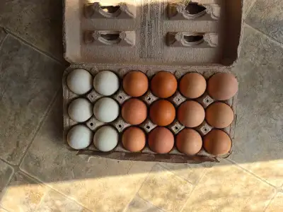 Rainbow Hatching Eggs , View more