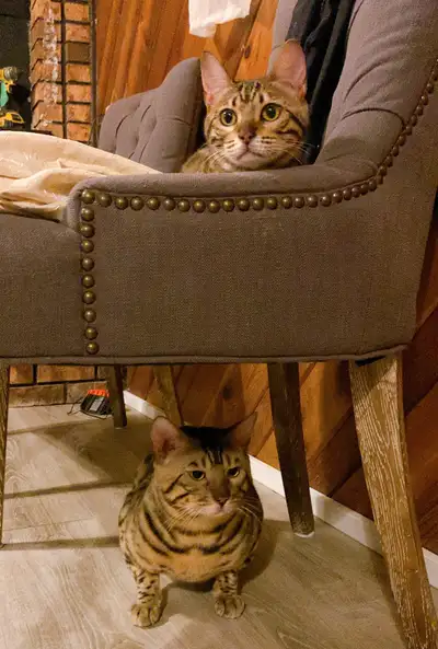 Looking for a Loving Home for Our Bengals We are sadly looking for a new home for our beloved Bengal...