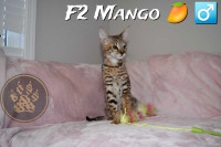 F2-F8-F9 Savannah kittens Tica Registered