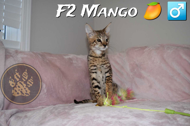 F2-F8-F9 Savannah kittens Tica Registered in Cats & Kittens for Rehoming in Kelowna