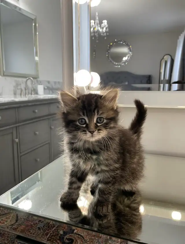 ⭐️Maine Coon Kittens⭐️ - Health Card &amp; Samples -