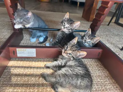 Nos chatons se cherchent une nouvelle famille pour prendre soin d’eux. Ils sont habitués aux enfants...