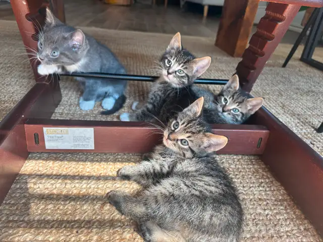 Chatons cherchent familles in Cats & Kittens for Rehoming in Trois-Rivières - Image 2