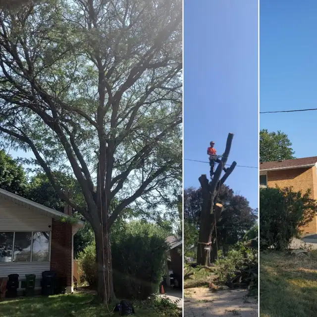 TORONTO TREE GUYS - TREE REMOVAL - PRUNING - LICENSED & INSURED 606389720350740485