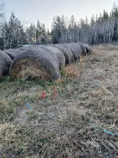 Our hay bales for sale , for cows . Bales have inside little green and side dark brown. I will show...