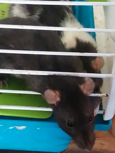 rat dumbo 50$ ch 2 pour 90$, View more