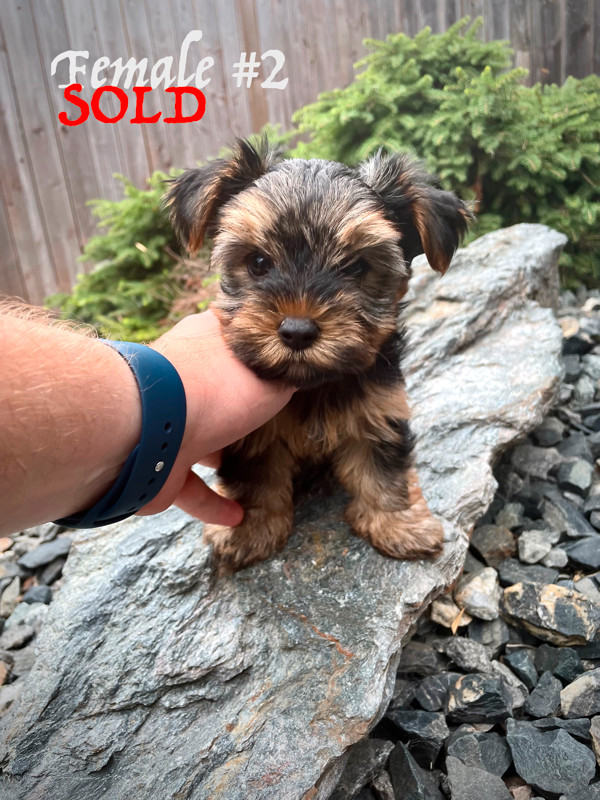 ***Only ONE left*** Pure Yorkie Puppies available Dogs & Puppies for