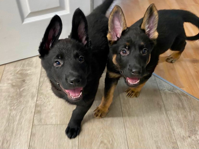 SOLD working line Solid Black and BlackTan German Shepherds in Dogs & Puppies for Rehoming in North Bay
