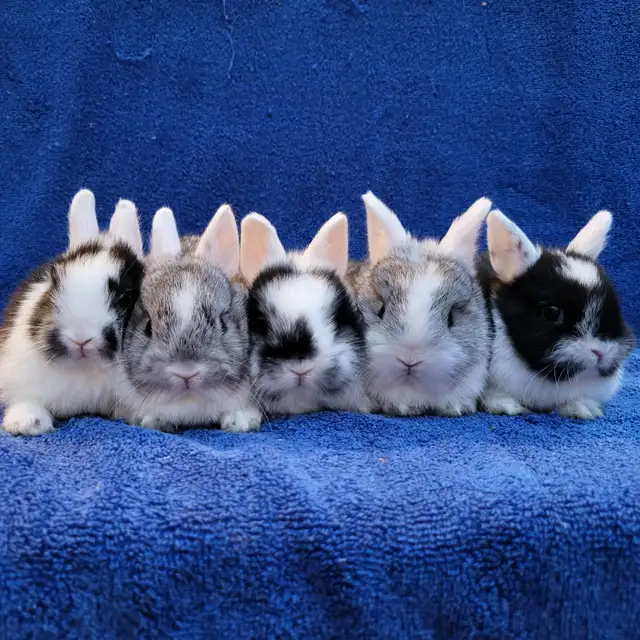 EXTRAORDINARY Netherland dwarf,  mini rex, Holland lop bunnies in Small Animals for Rehoming in Mississauga / Peel Region - Image 5
