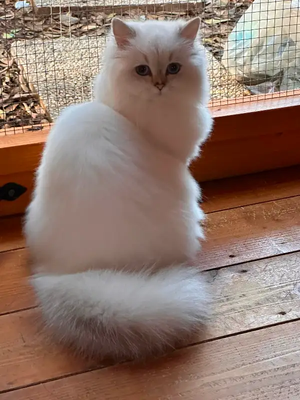 RARE - Amazing Reg&#x27;d Lynx Point  BIRMAN  Kittens