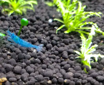 blue dream shrimp, View more