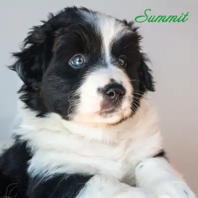 Phoenix and Atlas had 8 beautiful puppies! 4 boys and 4 girls. There are red tri-colours (girls), bl...