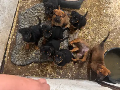 puppies!, View more