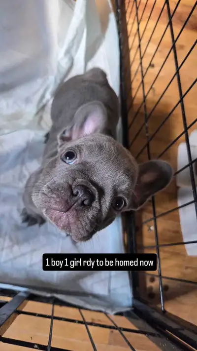 French Bulldog Puppies, View more