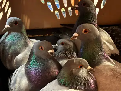 PIGEONS HOMING ROCK DOVES 8 Pack, View more