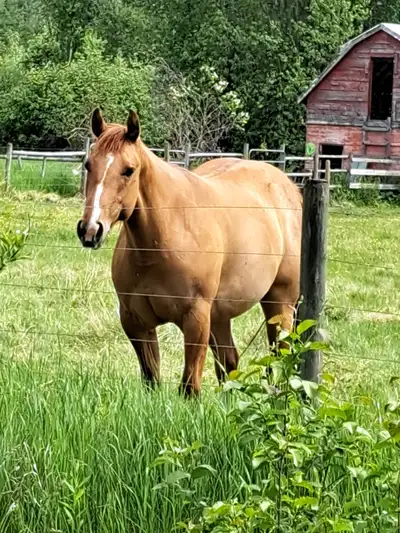 2023 RED DUN FILLY, View more