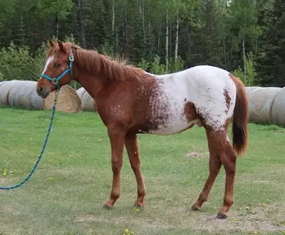 2025 ApHC registered appaloosa gelding, View more
