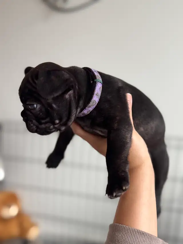 French Bulldog Puppies | Ready Soon | Pre-Booking in Dogs & Puppies for Rehoming in Kelowna - Image 9
