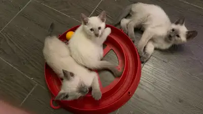 Siamese Kittens Ready to go home, View more