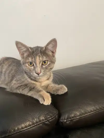Chatte à vendre , View more