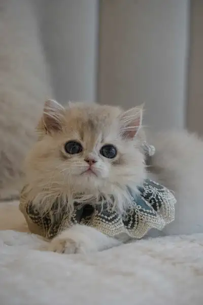Purebred British kittens TICA. ., View more