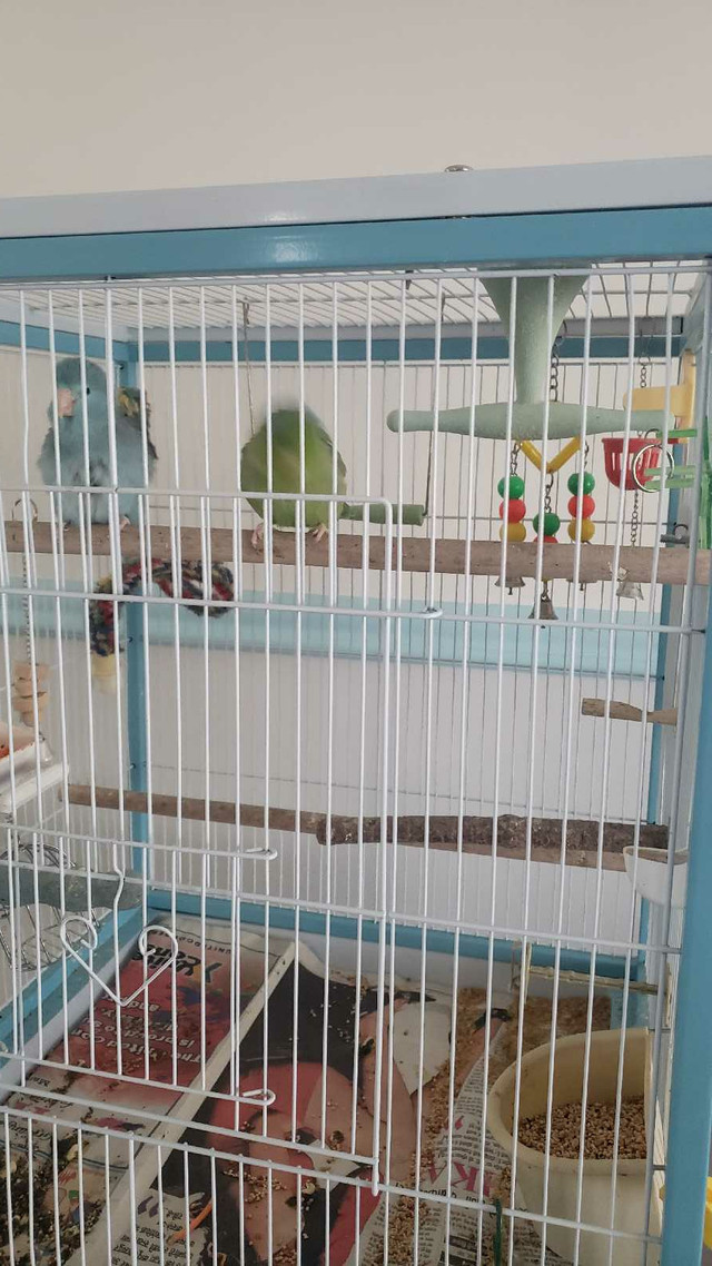 Mexican parrotlets in Birds for Rehoming in Edmonton - Image 2