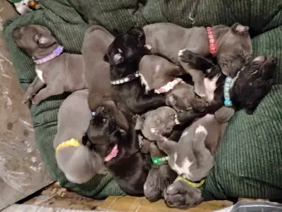 Pure bred Great Dane puppies, View more