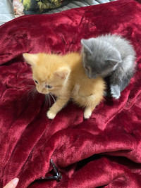 Kittens for sale