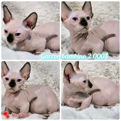 DEVON REX 5 BOY/SPHYNX 2 BAMBINO 8/BÉBÉ  ET ADULTE TOUS FERTILE, View more