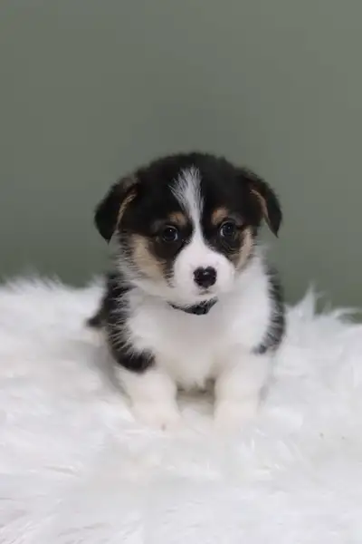 Hey! Im a Pembroke Welsh Corgi Breeder. ****They will be Canadian Kennel Club registered. We have a...
