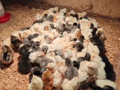 rainbow layer chicks, View more