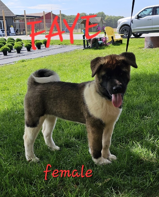Canadian Kennel Club Registered American Akita puppies!!! Dogs