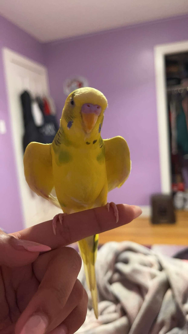 budgies for sale in Birds for Rehoming in Saskatoon - Image 3