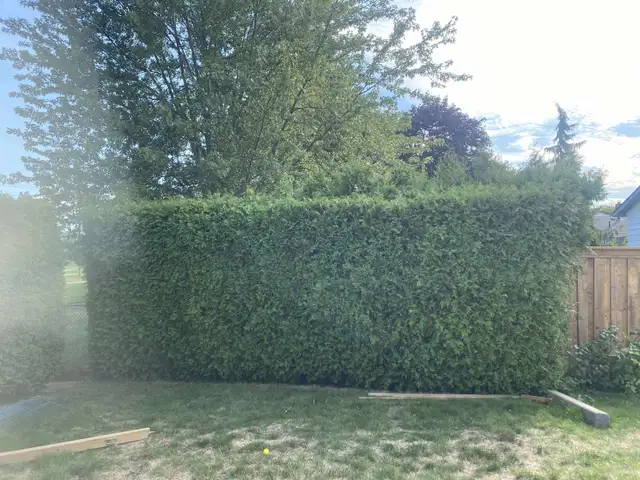 Cedar Hedge Trimming in Lawn, Tree Maintenance & Eavestrough in Oakville / Halton Region - Image 6
