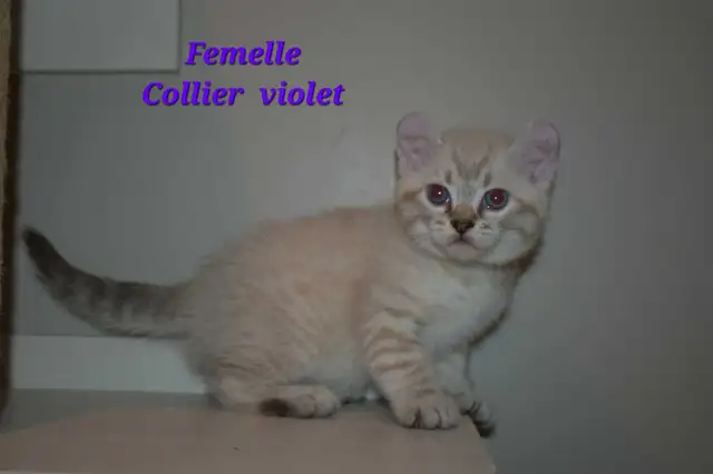 Highland lynx chatons in Cats & Kittens for Rehoming in Lanaudière - Image 9