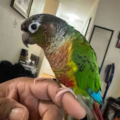 baby conure green cheek, View more