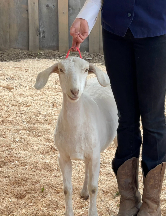 Doe and Doeling in Livestock in Kamloops - Image 3