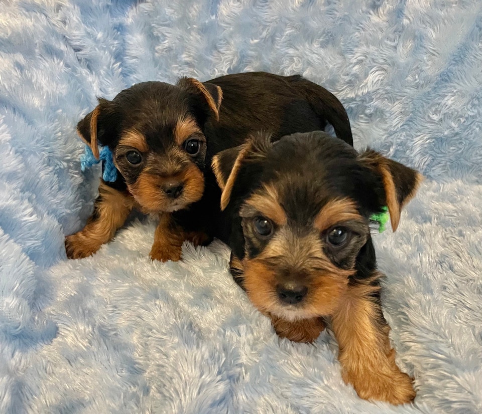 YORKIE PUPPIES | Dogs & Puppies for Rehoming | Oakville / Halton Region ...