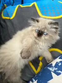 Male Himalayan Persian Kitten 